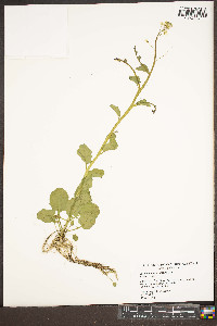 Cardamine rotundifolia image