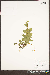 Cardamine rotundifolia image