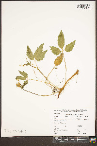 Cardamine diphylla image