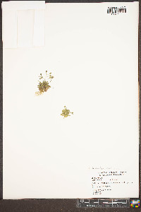 Draba verna image