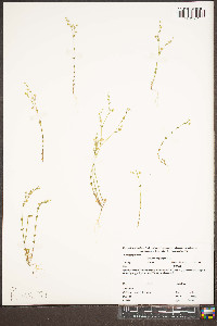 Arenaria serpyllifolia image