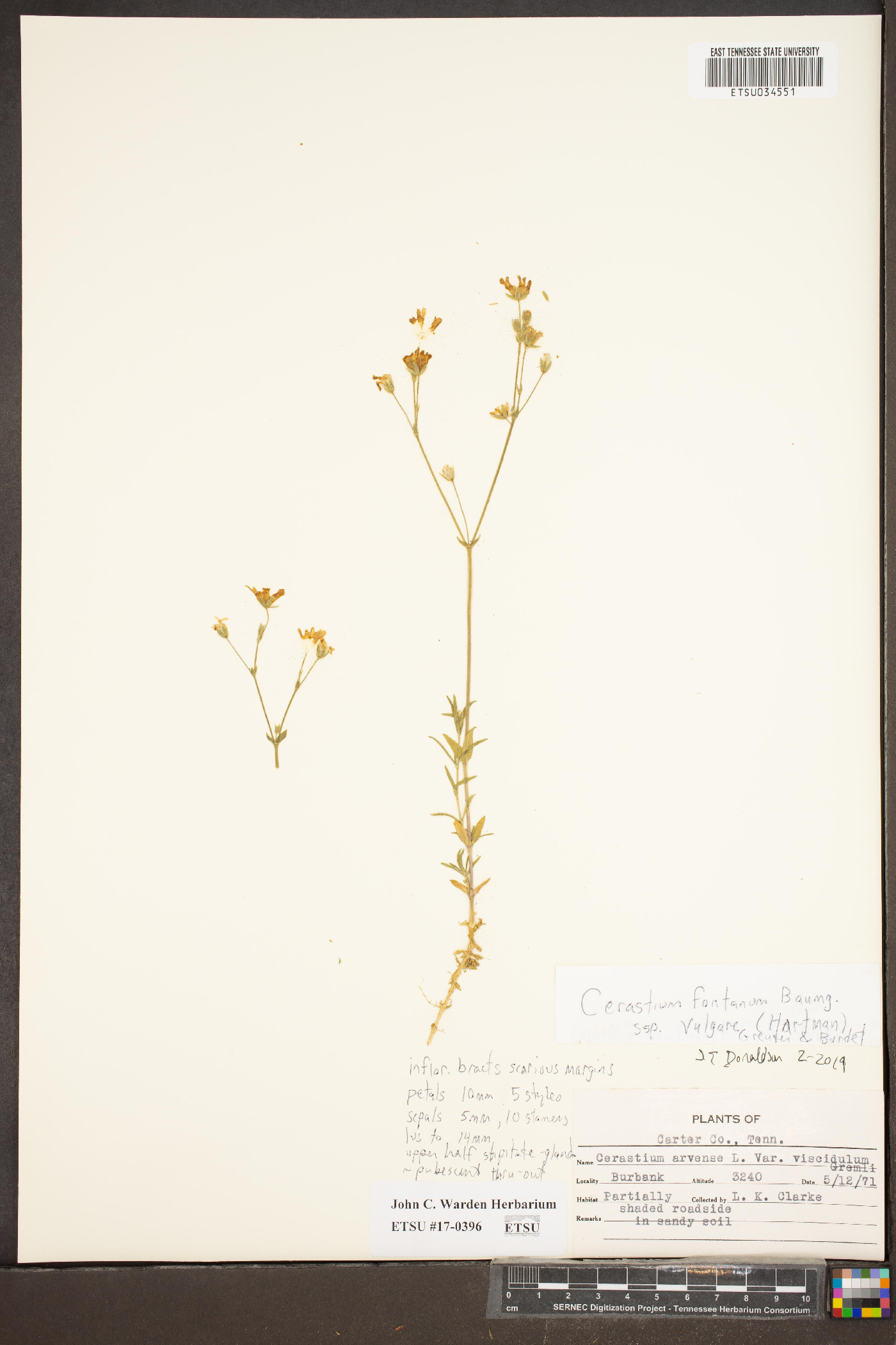 Cerastium fontanum var. vulgare image