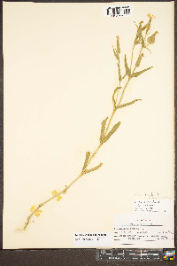 Silene conoidea image