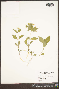 Stellaria corei image