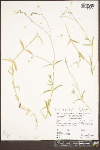 Stellaria graminea image