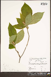 Clethra acuminata image