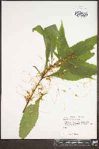 Cuscuta rostrata image