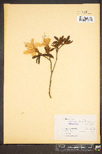 Rhododendron calendulaceum image