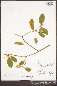 Rhododendron minus image