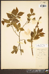 Vaccinium altomontanum image