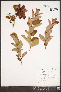 Vaccinium altomontanum image