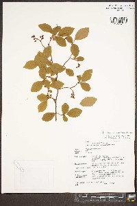 Vaccinium altomontanum image