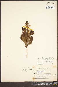 Vaccinium altomontanum image