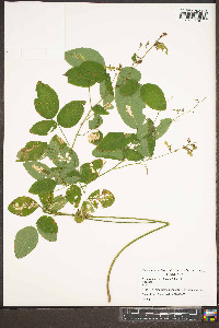 Desmodium perplexum image