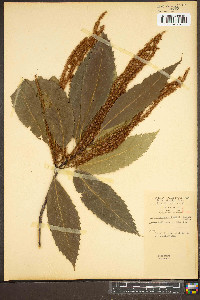 Castanea dentata image