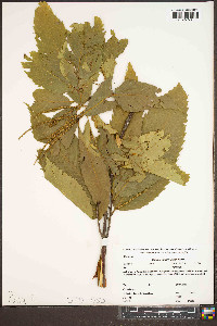 Castanea dentata image