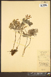 Dicentra canadensis image