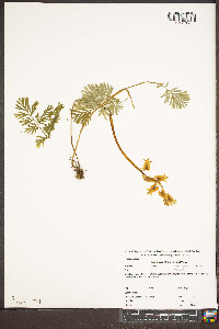 Dicentra canadensis image