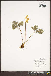 Dicentra cucullaria image