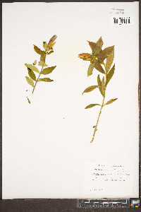 Gentiana austromontana image