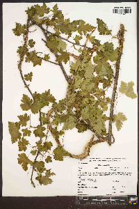 Ribes cynosbati image