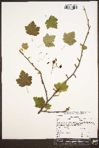 Ribes cynosbati image