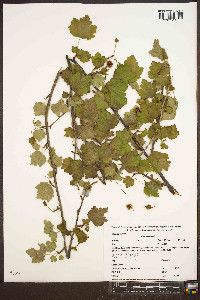 Ribes cynosbati image