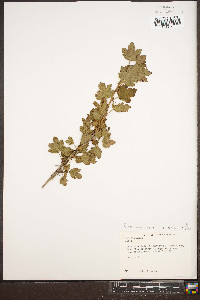 Ribes rotundifolium image