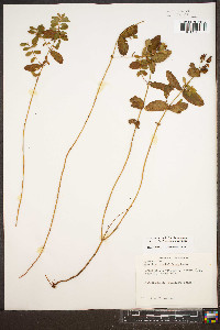 Hypericum mitchellianum image