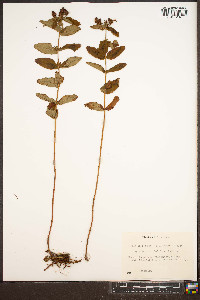 Hypericum mitchellianum image