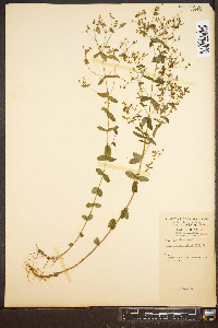 Hypericum mutilum var. mutilum image