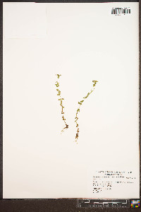 Hypericum mutilum var. mutilum image