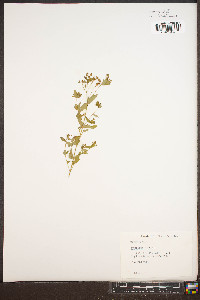 Hypericum mutilum var. mutilum image