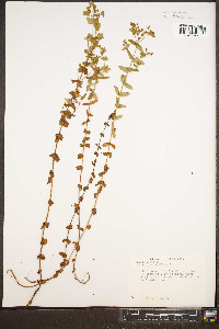 Hypericum mutilum var. mutilum image