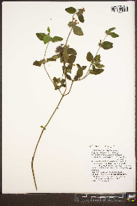 Clinopodium vulgare image