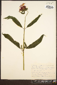 Monarda didyma image