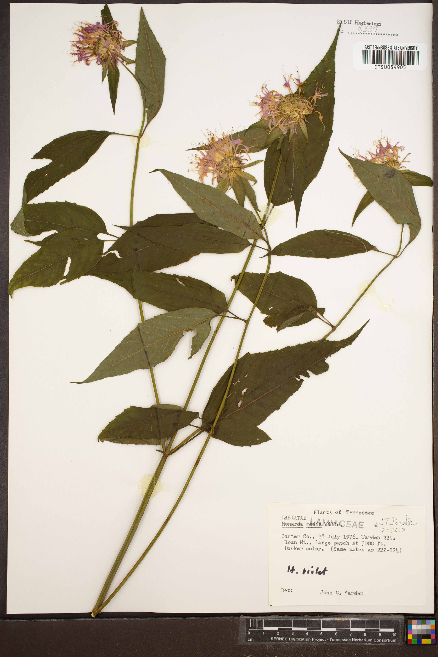 Monarda × media image