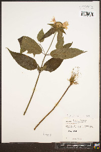 Monarda × media image