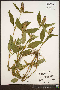 Prunella vulgaris subsp. lanceolata image