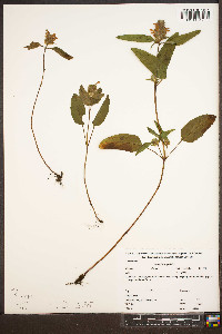 Prunella vulgaris var. vulgaris image