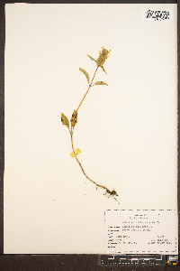 Prunella vulgaris var. vulgaris image