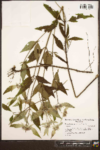 Pycnanthemum loomisii image