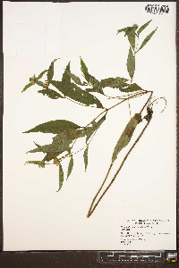 Pycnanthemum montanum image