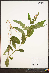 Stachys latidens image