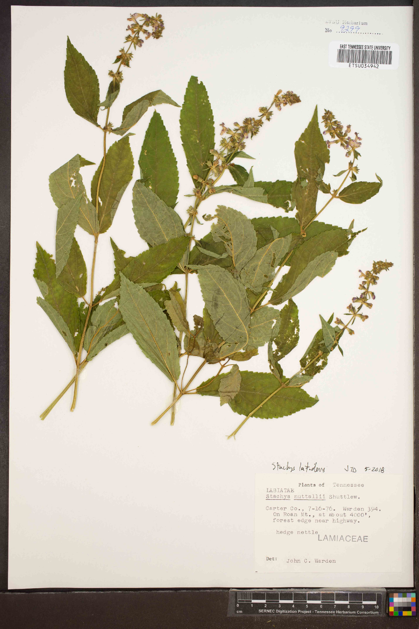 Stachys nuttallii image