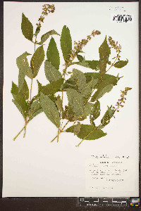 Stachys latidens image