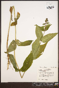 Stachys latidens image