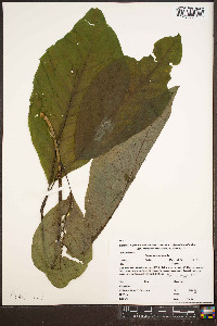 Magnolia acuminata image