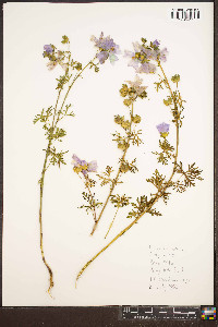 Malva moschata image