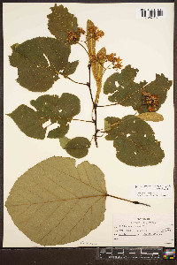 Tilia americana var. heterophylla image